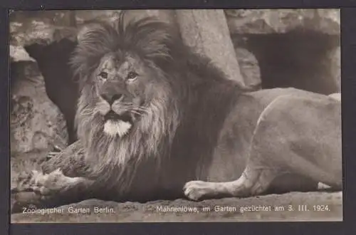 Ansichtskarte Zoologischer Garten Berlin Mähnenlöwe gezüchtet 1924 Löwe Tiere