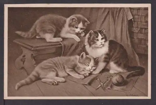 Ansichtskarte Tiere Katzen Brüssel Belgien 1912 Schaerbeek