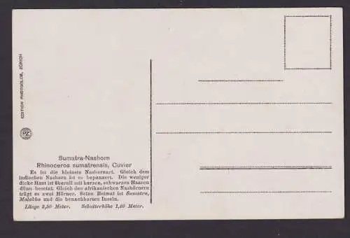 Ansichtskarte Zoologische Sammlung v. Dr. Sokolowsky Sumatra Nashorn