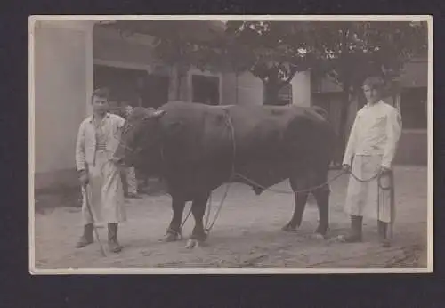 Privat Foto Ansichtskarte St. Aegyd a. Neuwalde Österreich Landwirtschaft Tiere