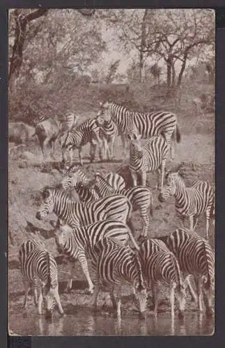 Afrika Ansichtskarte Tiere Zebras Krüger National Park Südafrika