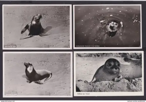 Ansichtskarte Lot Sammlung Tiere Seerobbe im Watt Seehund Nordsee Strand