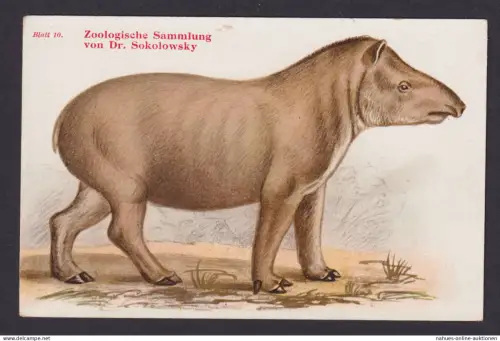 Ansichtskarte Tiere Zoologische Sammlung v. Dr. Sokolowski Gemeiner Tapir