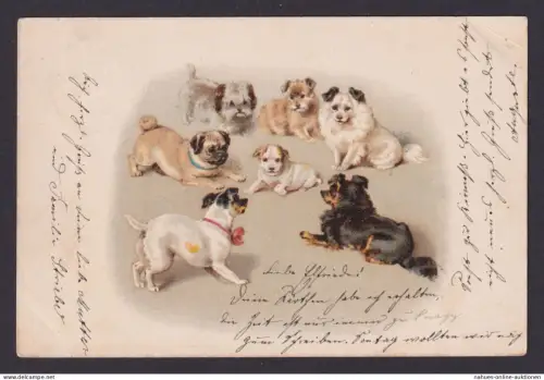 Ansichtskarte Hunderassen ab Lippstadt NRW n. Hornbruch Barop b. Dortmund