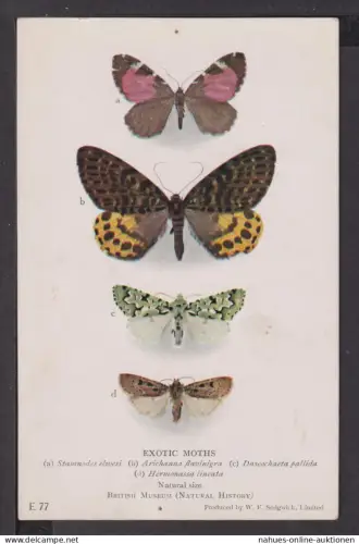 Ansichtskarte Schmetterlinge British Museum London Großbritannien