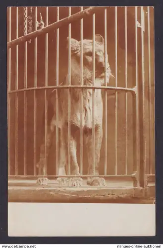 Ansichtskarte Tiere Löwe Käfig