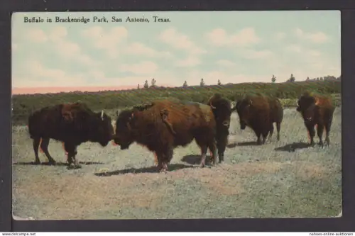 Ansichtskarte Tiere Büffel Buffalo in Brackenridge Park San Antonio Texas USA