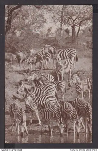 Afrika Ansichtskarte Tiere Zebras Krüger National Park Südafrika