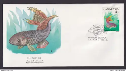 Hungary Ungarn Fauna Fische Aphyosemion Multicolor schöner Künstler Brief