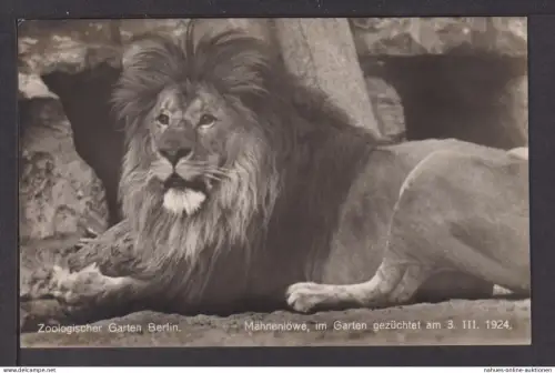 Ansichtskarte Zoologischer Garten Berlin Mähnenlöwe gezüchtet 1924 Löwe Tiere