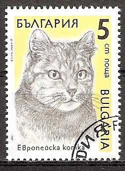 Bulgarien 3808 o Europäische Hauskatze (20151109)