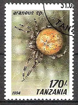 Tansania 1802 o Kreuzspinne (2018173)