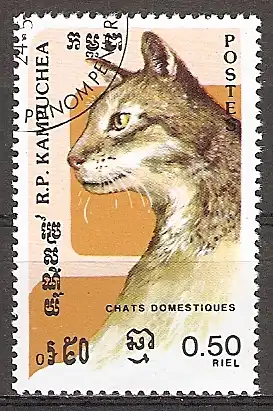 Kambodscha 667 o Schildpatt Katze (20151106)