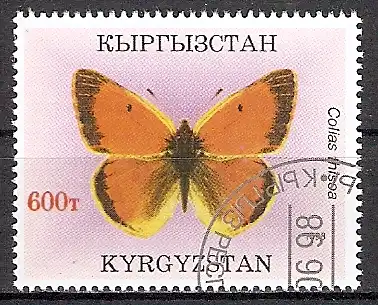 Kirgisistan 136 o Colias thisoa / Gelbling (201749)