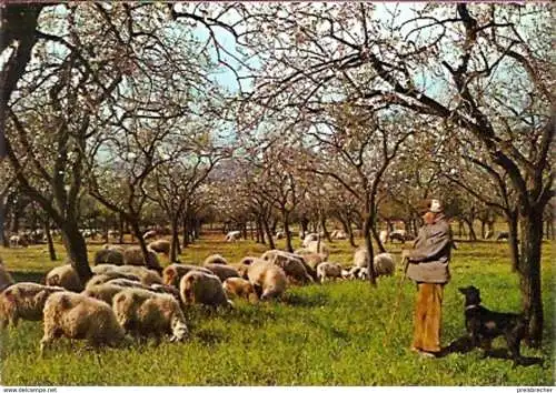 Ansichtskarte Spanien - Mallorca - Schäfer mit Schafherde (819)