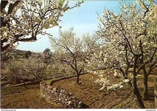 Ansichtskarte Spanien - Mallorca - Blühende Mandelbäume (820)