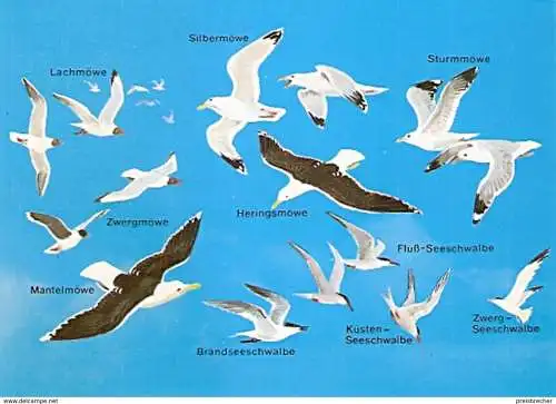 Ansichtskarte Tiere - Vögel im Seewind - Möwen und Schwalben Arten (1263)