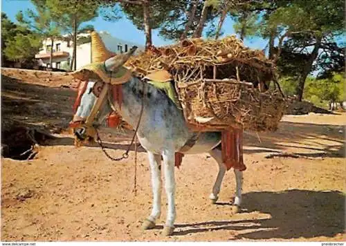 Ansichtskarte Tiere - Spanien - Esel / El Burrito Botijero (775)