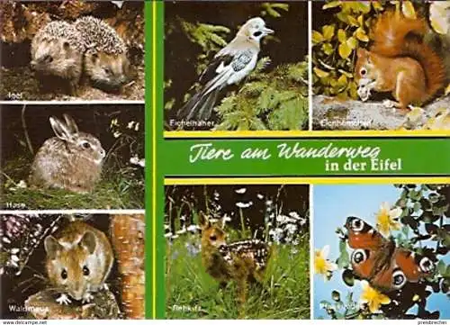Ansichtskarte Tiere - Tiere am Wanderweg in der Eifel (625)