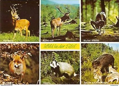 Ansichtskarte Tiere - Wild in der Eifel - Mehrbildkarte (624)