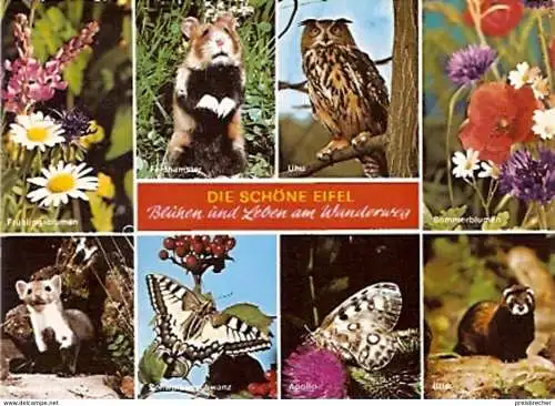 Ansichtskarte Tiere - Eifel - Blühen und Leben am Wanderweg (630)