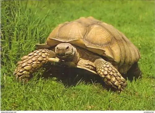 Ansichtskarte Tiere - Schildkröte (1138)