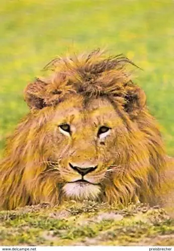 Ansichtskarte Tiere - Afrikanischer Löwe (998)