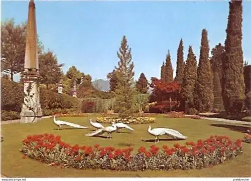 Ansichtskarte Italien - Lago Maggiore - Park mit weißen Pfauen (1080)