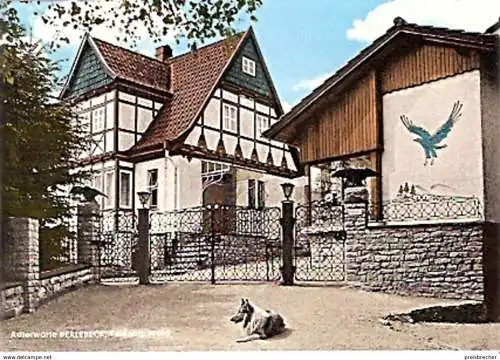 Ansichtskarte Deutschland - Nordrhein-Westfalen - Berlebeck - Adlerwarte (71)