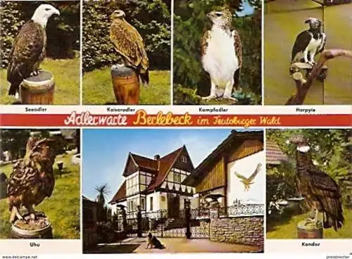 Ansichtskarte Deutschland - Nordrhein-Westfalen - Berlebeck - Adlerwarte Berlebeck im Teutoburger Wald - Greifvögel (975)