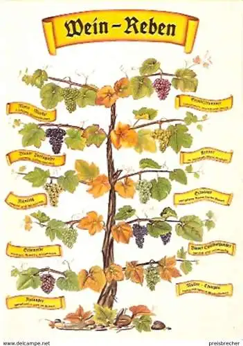 Ansichtskarte Deutschland - Wein-Reben - Die häufigsten Rebsorten Deutschlands (743)
