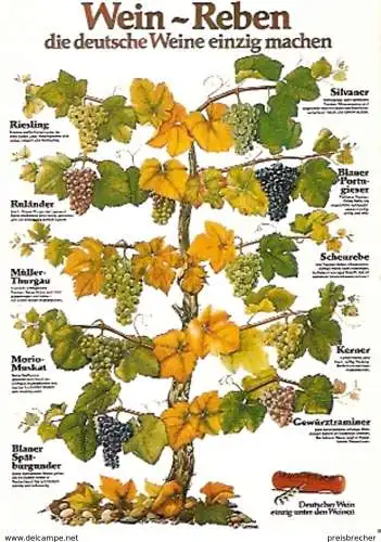 Ansichtskarte Deutschland - Wein-Reben - Die häufigsten Rebsorten Deutschlands (767)