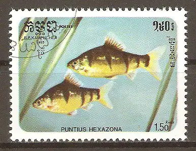 Briefmarke Kambodscha Mi.Nr. 719 o Zierfische 1985 / Fünfgürtelbarbe (Barbus pentazona) #202435