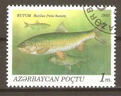 Briefmarke Aserbaidschan Mi.Nr. 100 o Fische 1993 / Kaspischer Weißfisch (Rutilus frisii kutum) #202436