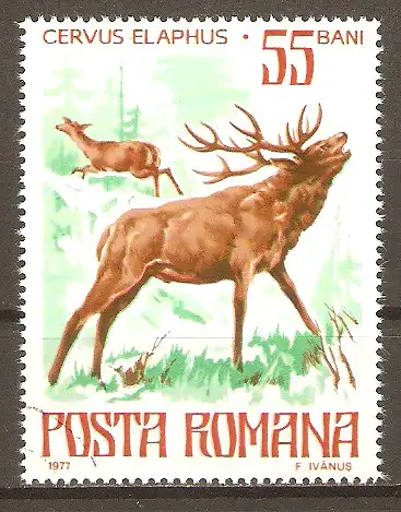 Briefmarke Rumänien Mi.Nr. 3417 o Geschützte Tiere 1977 / Rothirsch (Cervus elaphus) #202470