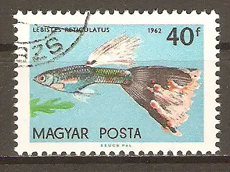 Briefmarke Ungarn Mi.Nr. 1822 A o Zierfische 1962 / Guppy (Lebistes reticulatus) #202486