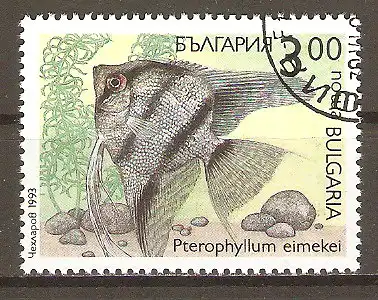 Briefmarke Bulgarien Mi.Nr. 4052 o Segelflosser (Pterophyllum eimekei) #202487