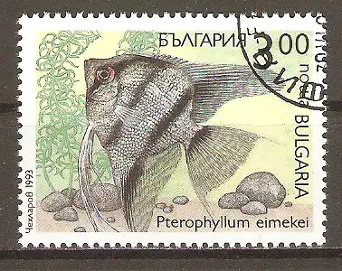 Briefmarke Bulgarien Mi.Nr. 4052 o Zierfische 1993 / Segelflosser (Pterophyllum eimekei) #202487