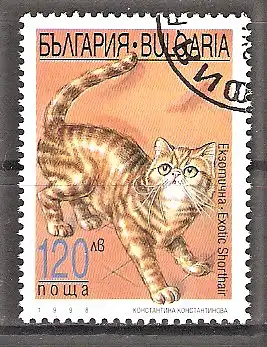 Briefmarke Bulgarien Mi.Nr. 4339 o Exotische Kurzhaarkatze