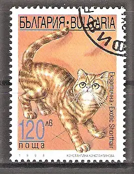 Briefmarke Bulgarien Mi.Nr. 4339 o Katzen 1998 / Exotische Kurzhaarkatze