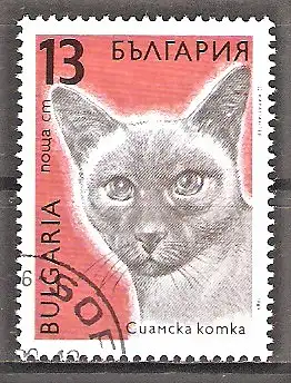 Briefmarke Bulgarien Mi.Nr. 3813 o Katzen 1989 / Siamkatze