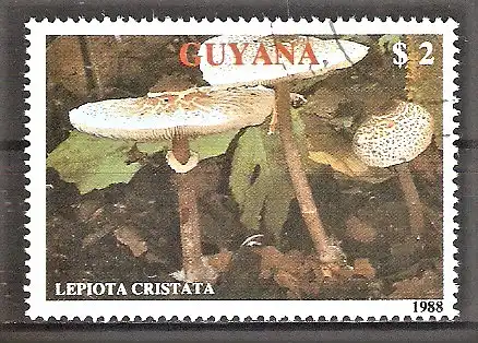 Briefmarke Guyana Mi.Nr. 2482 o Pilze 1989 / Stink-Schirmling - Lepiota cristata