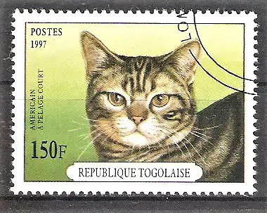 Briefmarke Togo Mi.Nr. 2537 o Katzenrassen 1997 / Amerikanische Kurzhaarkatze