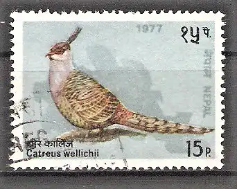 Briefmarke Nepal Mi.Nr. 347 o Vögel 1977 / Wallich-Fasan (Catreus wallichli)