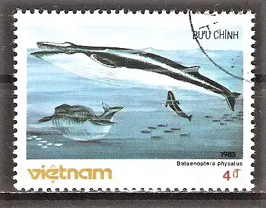 Briefmarke Vietnam Mi.Nr. 1631 o Säugetiere des Meeres 1985 / Finnwal (Balaenoptera physalus)