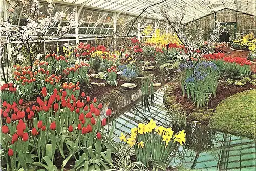 Ansichtskarte Niederlande - Lisse / Keukenhof - Treibhaus mit Tulpen (1743)