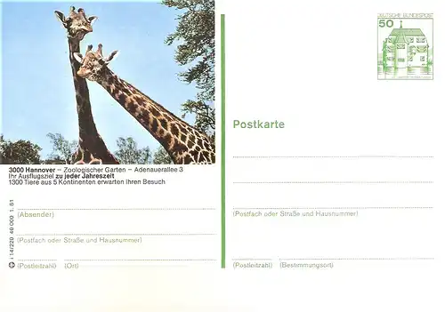 Bildpostkarte 3000 Hannover von 1981 / Giraffen im Zoo (bpk2)