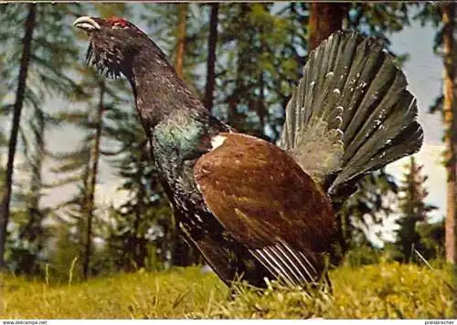 Ansichtskarte Schweiz - Auerhahn (824)