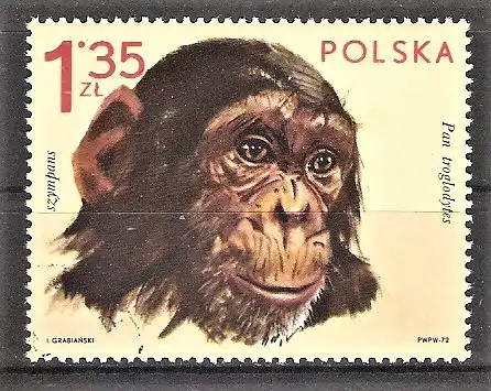 Briefmarke Polen Mi.Nr. 2165 o Tiere aus zoologischen Gärten 1972 / Schimpanse (Pan troglodytes)