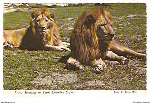 Ansichtskarte USA - Florida / Löwen Safari Park (1093)